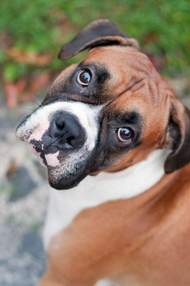 this boxer did something wrong
