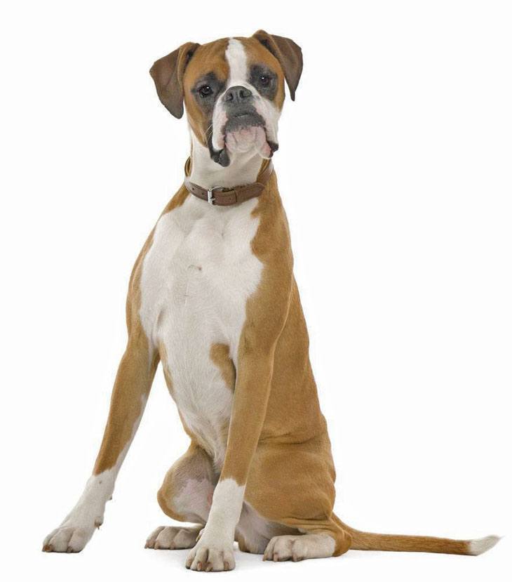 boxer that's proud of it's looks