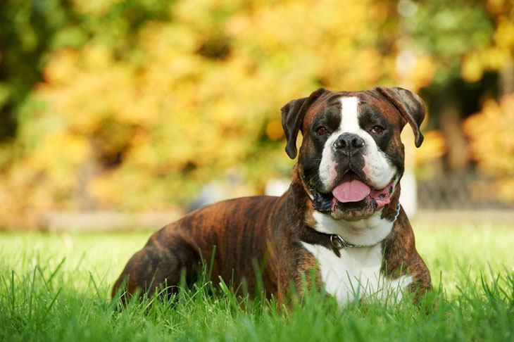 this boxer is relaxing on a fall day