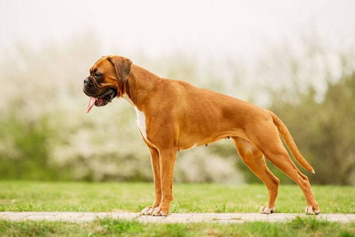 boxer dog standing at attention