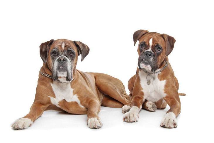 two boxer dogs lookin for trouble