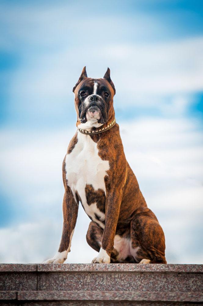 boxer looks like it's proud to be a boxer