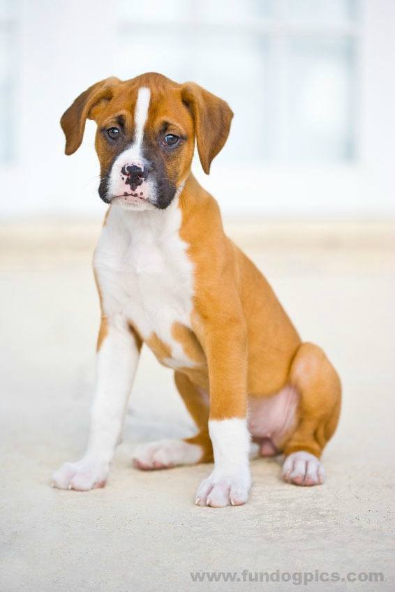 beautiful picture of boxer dog