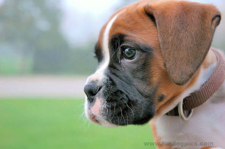 boxer puppy looking to get into some mischief