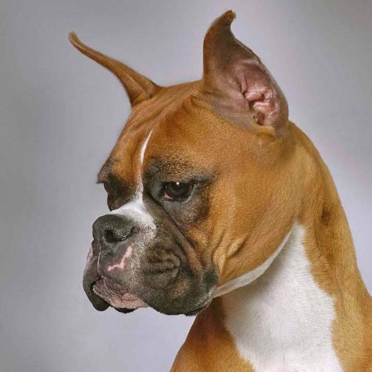 handsome boxer poses for pic