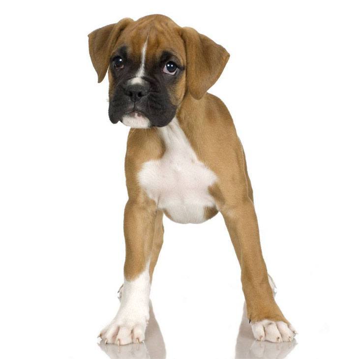 boxer puppy watching you