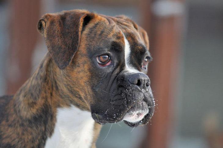 boxer dog posing for the camera