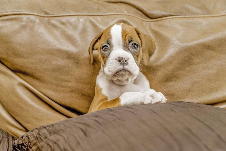 boxer puppy relaxing on the couch