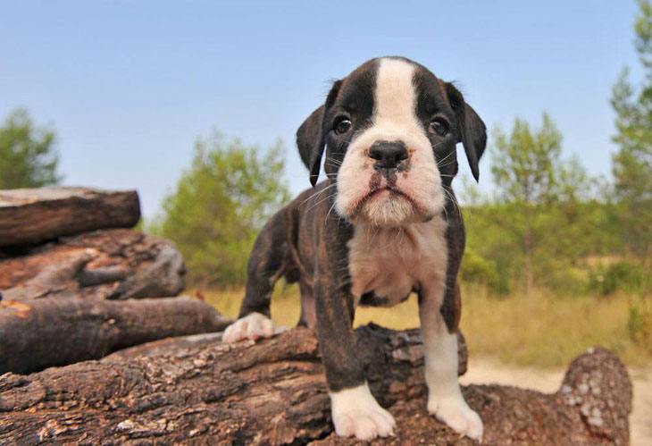 cute boxer puppy ready to play