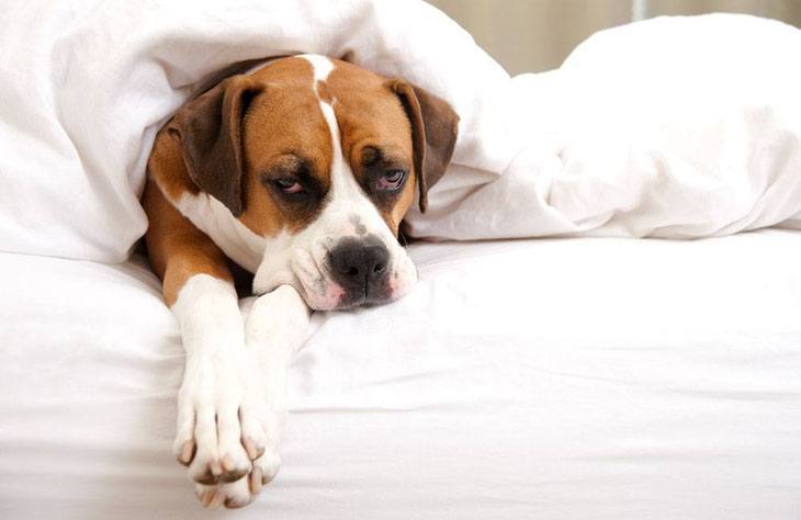 boxer taking a nap after a long walk