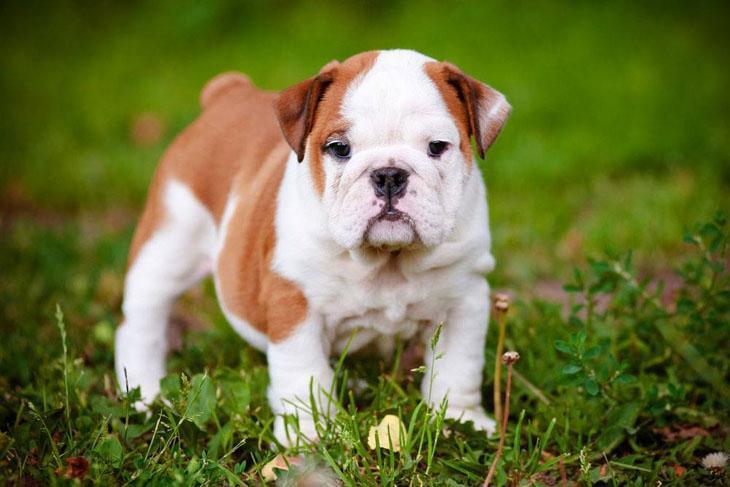 bulldog puppy waiting for someone to play with