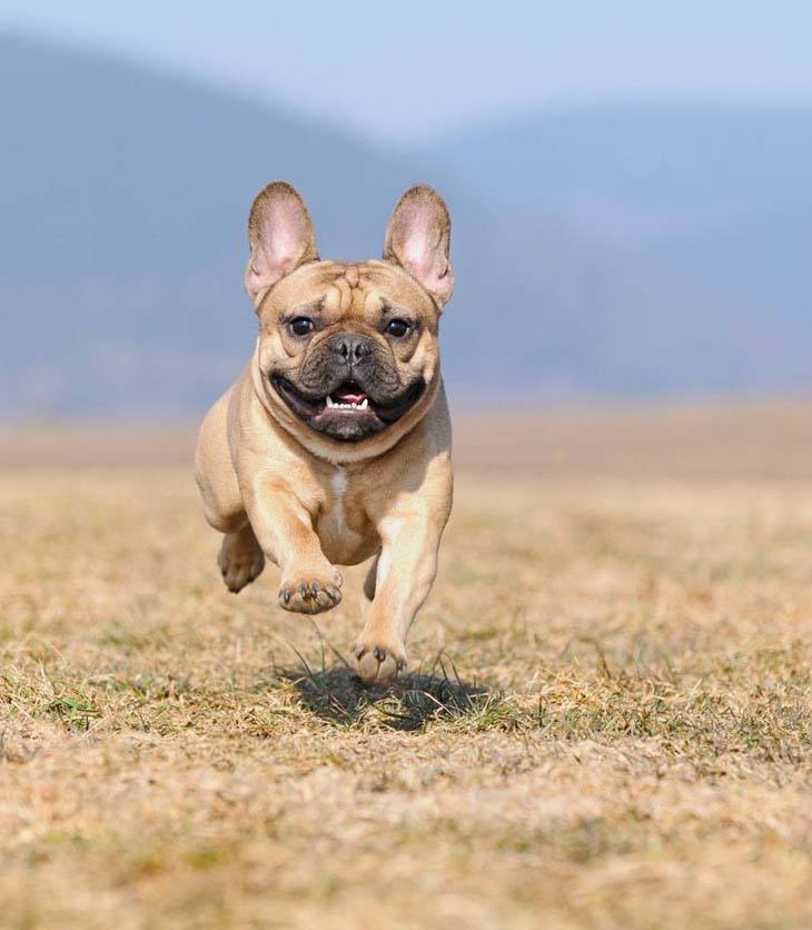 french bulldog running home for dinner