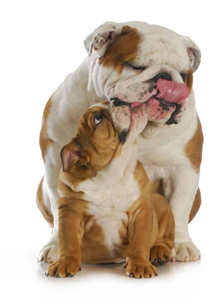 mother and daugther bulldogs sharing a kiss