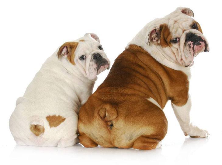 two bulldogs showing off their bums