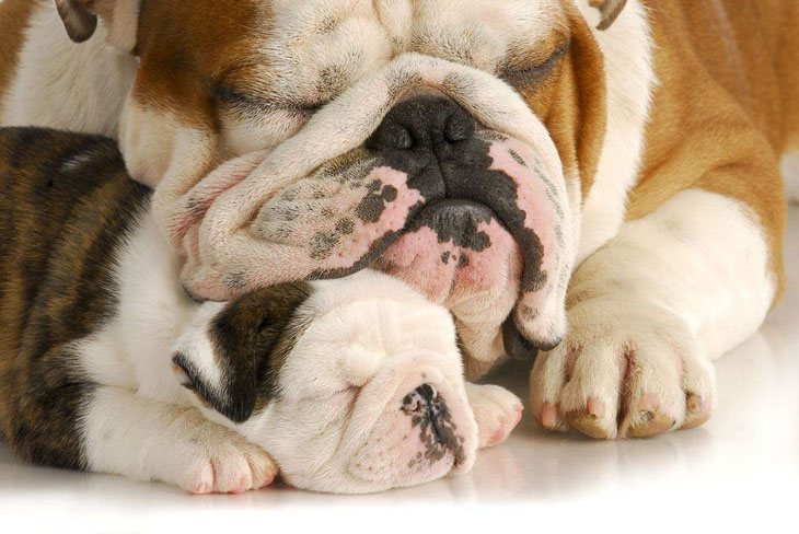 bulldog momma and her puppy