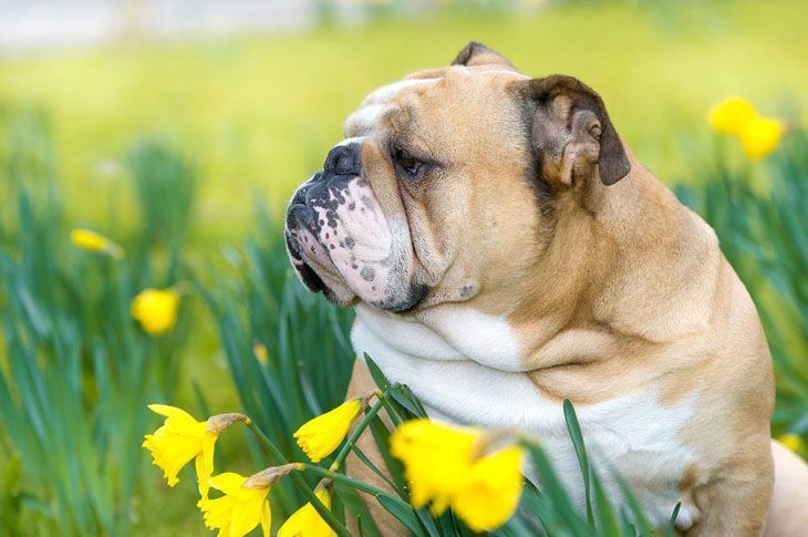 bulldog in a flower field