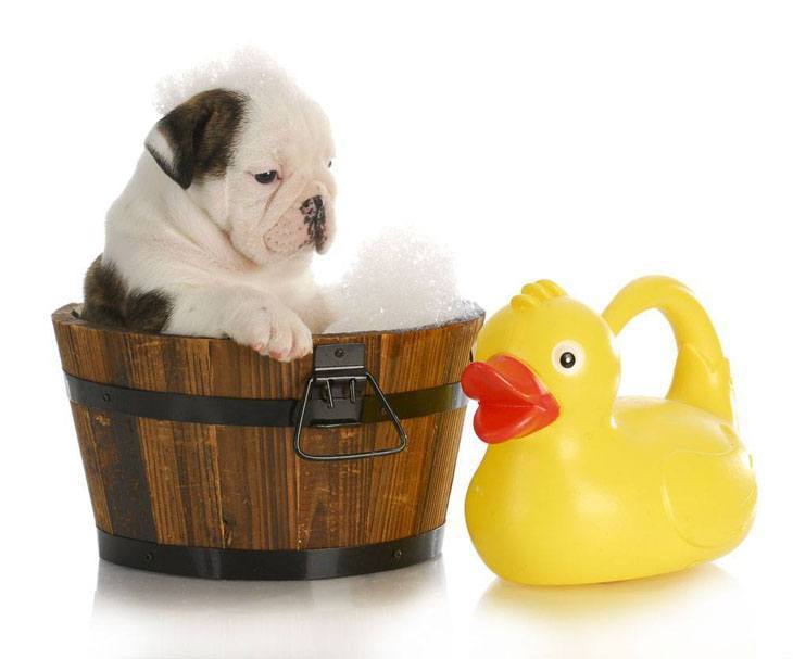 bulldog puppy taking a bath