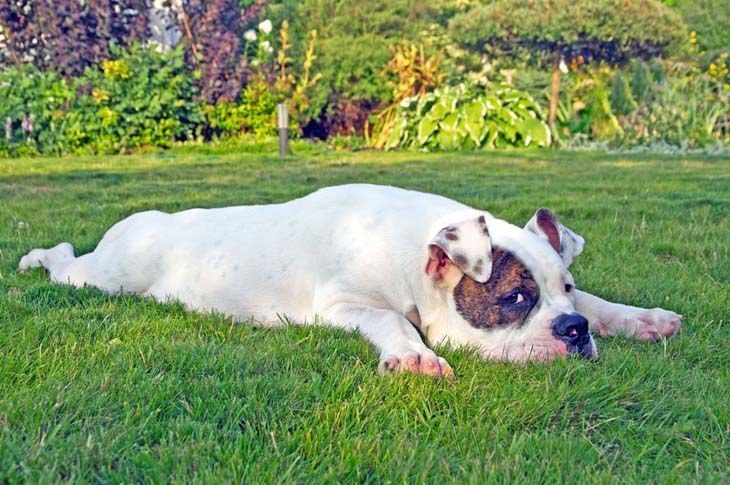 bulldog resting from playing too much