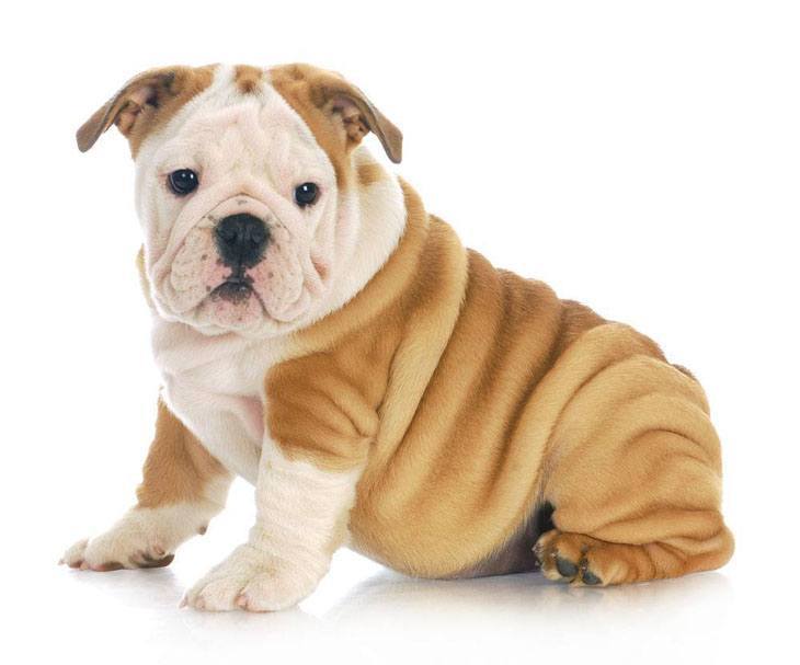 cute bulldog puppy posing for the camera