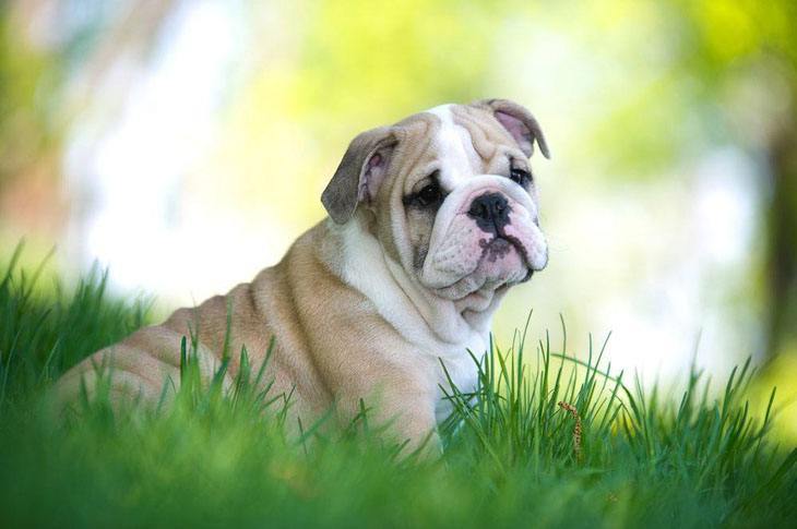 bulldog puppy enjoying nature