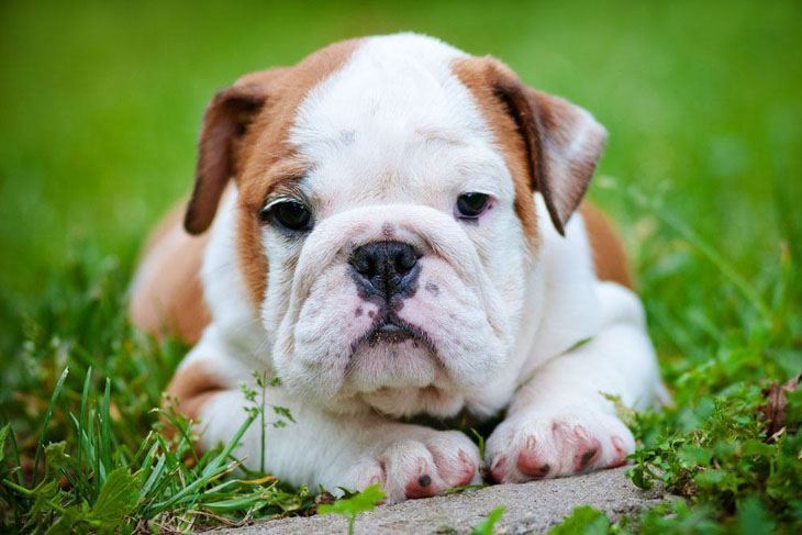 english bulldog puppy waiting for someone to play with it