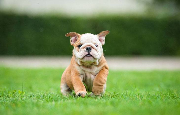 bulldog puppy wanting to play ball