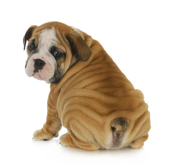 english bulldog puppy is proud of it's bum