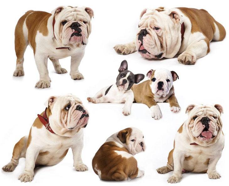 bulldog collage