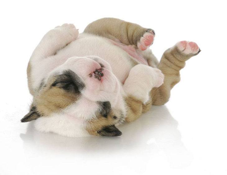 bulldog puppy wants it's belly rubbed