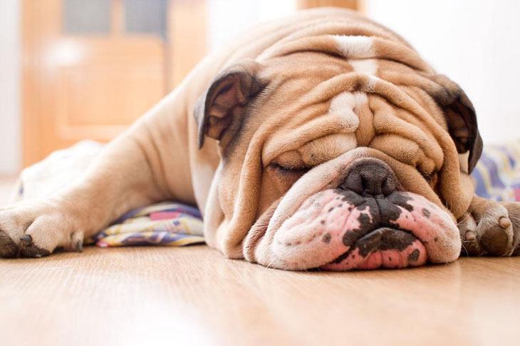 english bulldog taking a nap