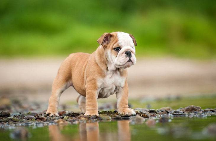 cute bulldog puppy waiting to play