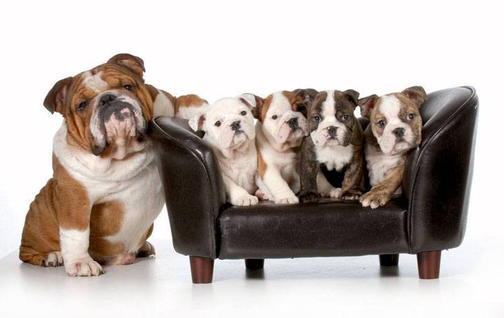 cute bulldog puppies posing for the camera