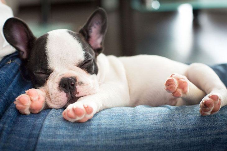 french bulldog dreaming doggie dreams