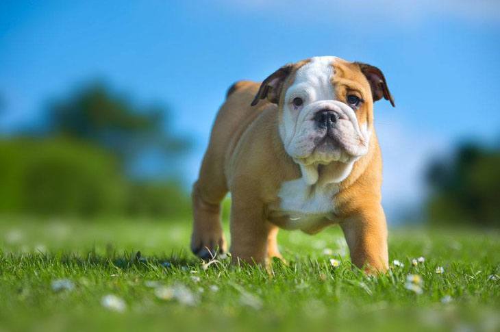 bulldog out in a green field