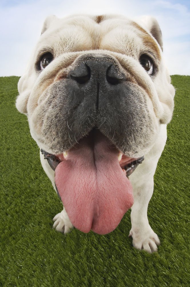 close-up of a bulldog wanting a kiss