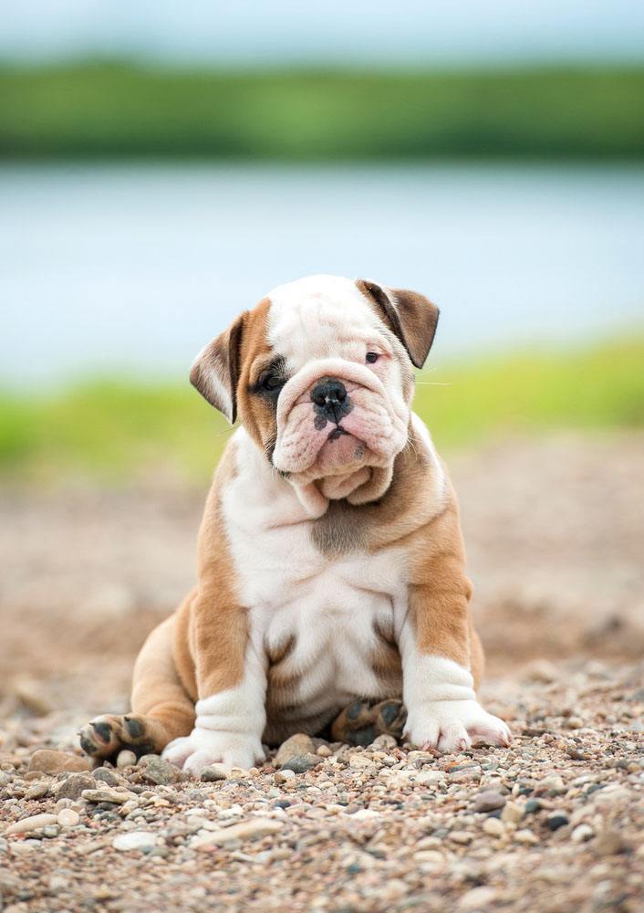 cute bulldog waiting to go for a walk