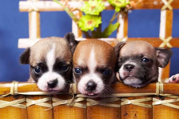 three cute chihuahua puppies