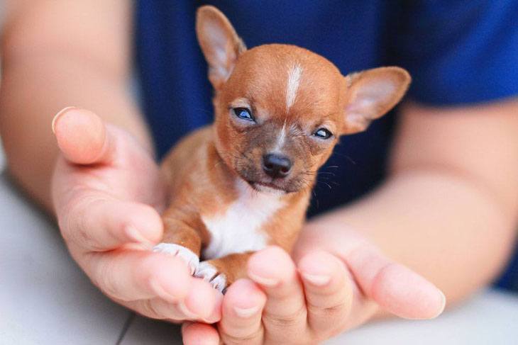 chihuahua puppy newborn facing the world