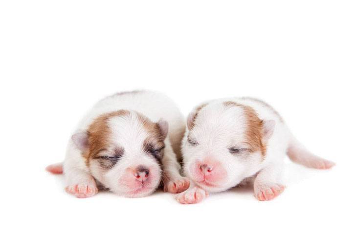 two cute napping puppies
