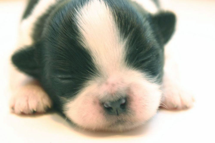 adorable newborn puppy getting hungry