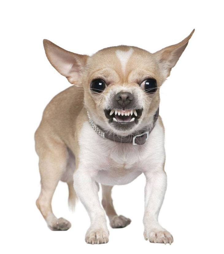 angry chihuahua growling