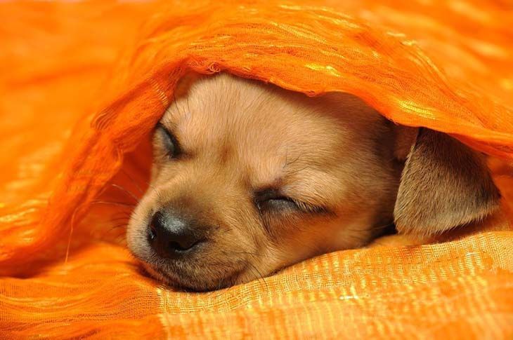 cute chihuahua taking a nap