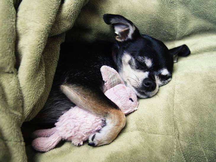 cute chihuahua taking a snooze