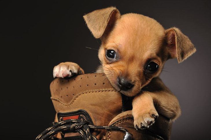 sweet chihuahua puppy playing