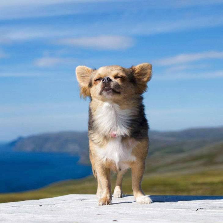 long haired chihuahua enjoying the outdoors