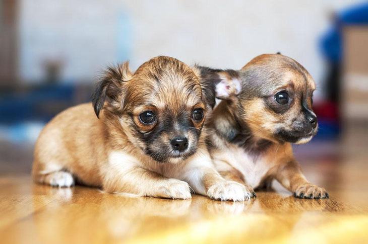 two chihuahua puppies wanting to pounce