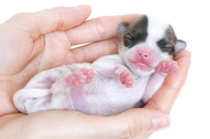 cute chihuahua newborn puppy