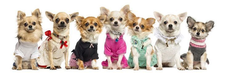 group of chihuahuas