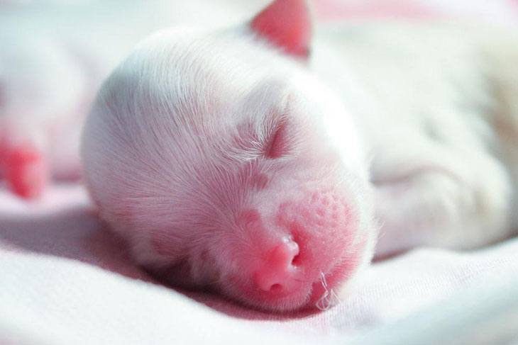 chihuahua puppy newborn