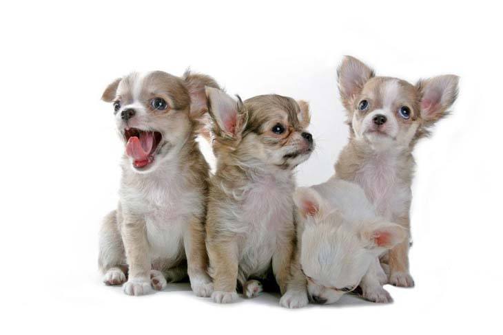 four chihuahua brothers